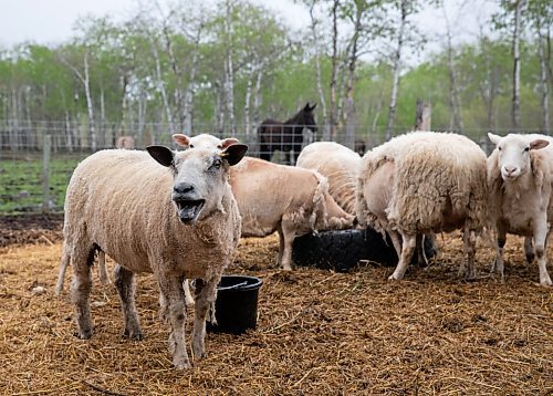 JESSICA LEE / WINNIPEG FREE PRESS

Gayle the sheep (left) is photographed at Free From Farm, an animal sanctuary run by Christine Mason and Tom Jillette, on May 18, 2023. The sanctuary has about 60 animals they saved after the animals were abandoned, abused or unwanted.

Reporter: Janine LeGal