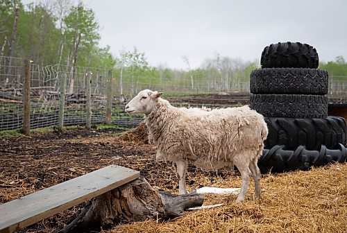 JESSICA LEE / WINNIPEG FREE PRESS

Jocelyn the sheep is photographed at Free From Farm, an animal sanctuary run by Christine Mason and Tom Jillette, on May 18, 2023. The sanctuary has about 60 animals they saved after the animals were abandoned, abused or unwanted.

Reporter: Janine LeGal