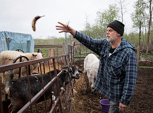 JESSICA LEE / WINNIPEG FREE PRESS

Tom Jillette feeds his sheep bananas at Free From Farm, an animal sanctuary run by Jillette and Christine Mason, on May 18, 2023. The sanctuary has about 60 animals they saved after the animals were abandoned, abused or unwanted.

Reporter: Janine LeGal