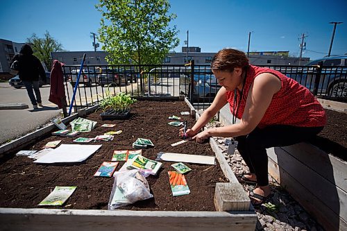 Mike Deal / Winnipeg Free Press
Cynthia Monette, Klinic Indigenous Cultural Support Worker, plants seeds in their new community garden on Furby Street.
230519 - Friday, May 19, 2023.