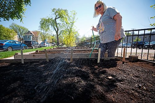 Mike Deal / Winnipeg Free Press
Lindsay Fotty, Klinic Agency Assistant, waters a freshly planted box in their new community garden on Furby Street.
230519 - Friday, May 19, 2023.