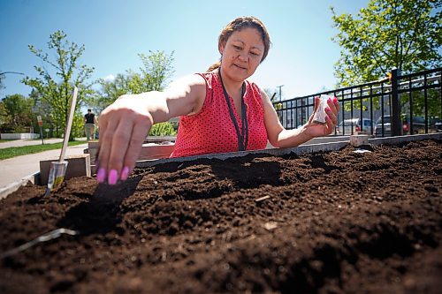 Mike Deal / Winnipeg Free Press
Cynthia Monette, Klinic Indigenous Cultural Support Worker, plants seeds in their new community garden on Furby Street.
230519 - Friday, May 19, 2023.