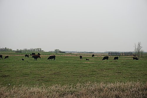 A herd of cattle graze in a field outside Neepawa in May. (Miranda Leybourne/The Brandon Sun)
