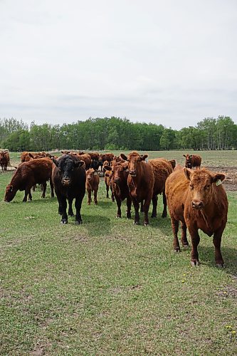 A herd of cattle graze in a field near Arden, Man., in late May. (Miranda Leybourne/The Brandon Sun)