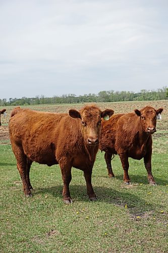 A herd of cattle graze in a field near Arden, Man., in late May. (Miranda Leybourne/The Brandon Sun)