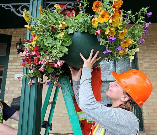 24052023
McKenna Staples with the City of Brandon parks greenhouse staff smiles while lifting up a flower basket to be hungt at the Daly House Museum on Wednesday.
(Tim Smith/The Brandon Sun)