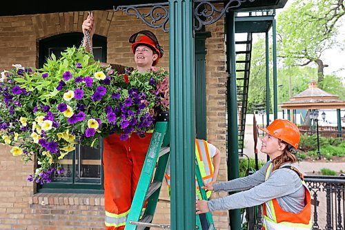 24052023
Abigail Longman, Jasmine Horwood (not shown) and McKenna Staples with the City of Brandon parks greenhouse staff hang flower baskets at the Daly House Museum on Wednesday.
(Tim Smith/The Brandon Sun)
