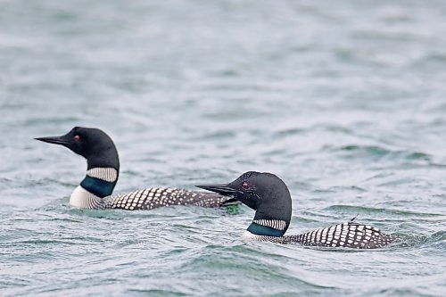 25052023
A pair of loons bob on Clear Lake in Riding Mountain National Park on a hot and windy Thursday afternoon. 
(Tim Smith/The Brandon Sun)