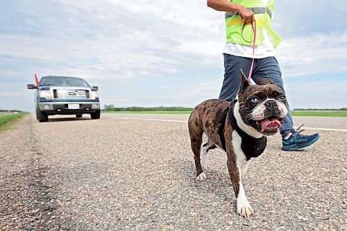 29052023
Cameron West walks east along the Trans Canada Highway towards Carberry with his french bulldog Gretchen while his wife Charity takes her turn driving the support vehicle on Monday morning. The couple are walking across Canada to draw attention to missing and murdered Indigenous people. They began their first leg of the walk in Siksika Nation in southern Alberta and are walking to St. John's, Nfld. From there they will begin their second leg in Prince Rupert , BC, and walk the Highway of Tears, Highway 16, where several Indigenous Canadians have gone missing, home to Prince George. They average approximately 40-50 KM's a day. 
(Tim Smith/The Brandon Sun)