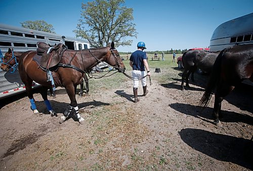 JOHN WOODS / WINNIPEG FREE PRESS
Regan Smith, who&#x2019;s been playing polo since 5, and works and plays polo in the family business/team Rocking S Polo attends to his horse at Springfield Polo Club in Birds Hill Park, Sunday, May 28, 2023. 

Reporter: sanderson