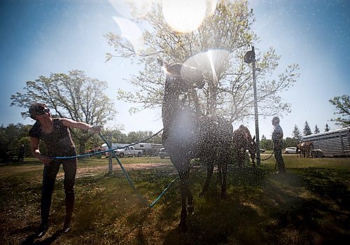 JOHN WOODS / WINNIPEG FREE PRESS
Sophie Ethier hoses down her horse Panthera after polo clinic at Springfield Polo Club in Birds Hill Park, Sunday, May 28, 2023. 

Reporter: sanderson