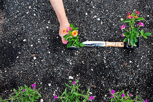 MIKAELA MACKENZIE / WINNIPEG FREE PRESS

Craig Gillespie, supervisor of outdoor gardens at Assiniboine Park, measures out the placement of Sunrise Rose Lantana in the English Gardens at on Tuesday, May 30, 2023. For AV Kitching story.
Winnipeg Free Press 2023