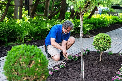 MIKAELA MACKENZIE / WINNIPEG FREE PRESS

Craig Gillespie, supervisor of outdoor gardens at Assiniboine Park, slightly changes the position of a row of Pink Kisses Dianthus in the English Gardens at on Tuesday, May 30, 2023. For AV Kitching story.
Winnipeg Free Press 2023