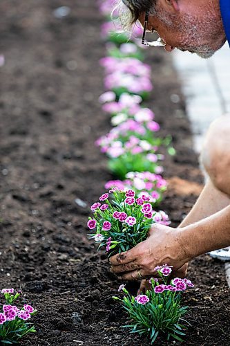 MIKAELA MACKENZIE / WINNIPEG FREE PRESS

Craig Gillespie, supervisor of outdoor gardens at Assiniboine Park, slightly changes the position of a row of Pink Kisses Dianthus in the English Gardens at on Tuesday, May 30, 2023. For AV Kitching story.
Winnipeg Free Press 2023