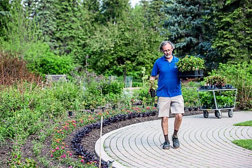 MIKAELA MACKENZIE / WINNIPEG FREE PRESS

Craig Gillespie, supervisor of outdoor gardens at Assiniboine Park, places French Quarter Coleus where they will be planted in the English Gardens at on Tuesday, May 30, 2023. For AV Kitching story.
Winnipeg Free Press 2023