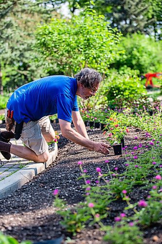 MIKAELA MACKENZIE / WINNIPEG FREE PRESS

Craig Gillespie, supervisor of outdoor gardens at Assiniboine Park, places Sunrise Rose Lantana where they will be planted in the English Gardens at on Tuesday, May 30, 2023. For AV Kitching story.
Winnipeg Free Press 2023