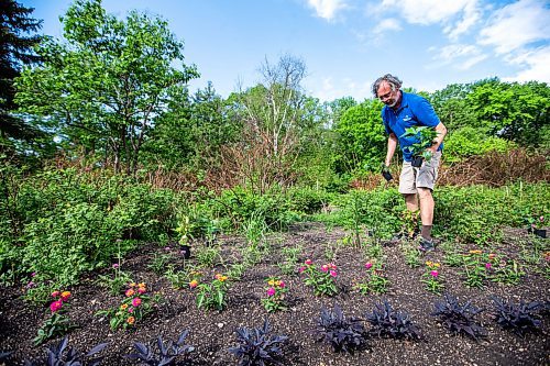 MIKAELA MACKENZIE / WINNIPEG FREE PRESS

Craig Gillespie, supervisor of outdoor gardens at Assiniboine Park, places Purple and Bloom Salvia where they will be planted in the English Gardens at on Tuesday, May 30, 2023. For AV Kitching story.
Winnipeg Free Press 2023