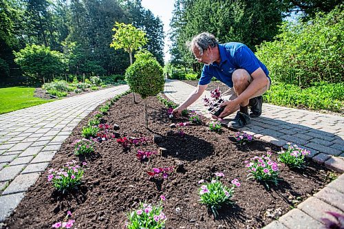 MIKAELA MACKENZIE / WINNIPEG FREE PRESS

Craig Gillespie, supervisor of outdoor gardens at Assiniboine Park, places Purple Prince Alternanthera where they will be planted in the English Gardens at on Tuesday, May 30, 2023. For AV Kitching story.
Winnipeg Free Press 2023