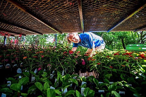 MIKAELA MACKENZIE / WINNIPEG FREE PRESS

Craig Gillespie, supervisor of outdoor gardens at Assiniboine Park, picks up seedling plugs to plant in the English Gardens at on Tuesday, May 30, 2023. For AV Kitching story.
Winnipeg Free Press 2023