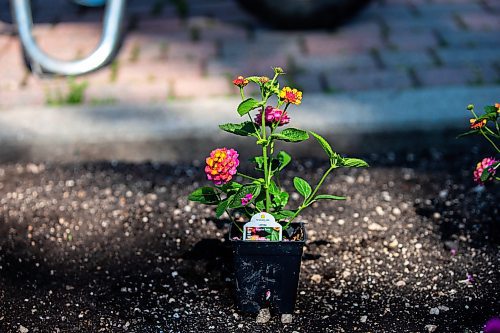 MIKAELA MACKENZIE / WINNIPEG FREE PRESS

Sunrise Rose Lantana waits to be planted in the English Gardens at on Tuesday, May 30, 2023. For AV Kitching story.
Winnipeg Free Press 2023