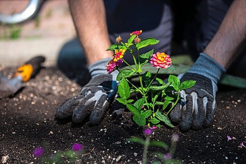 MIKAELA MACKENZIE / WINNIPEG FREE PRESS

Brady Porayko plants Sunrise Rose Lantana in the English Gardens at on Tuesday, May 30, 2023. For AV Kitching story.
Winnipeg Free Press 2023