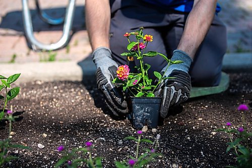 MIKAELA MACKENZIE / WINNIPEG FREE PRESS

Brady Porayko plants Sunrise Rose Lantana in the English Gardens at on Tuesday, May 30, 2023. For AV Kitching story.
Winnipeg Free Press 2023