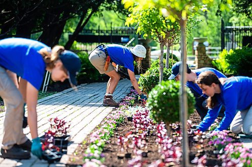 MIKAELA MACKENZIE / WINNIPEG FREE PRESS

Maegan Bound places Purple Prince Alternanthera where they will be planted in the English Gardens at on Tuesday, May 30, 2023. For AV Kitching story.
Winnipeg Free Press 2023