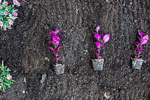 MIKAELA MACKENZIE / WINNIPEG FREE PRESS

Purple Prince Alternanthera wait to be planted in the English Gardens at on Tuesday, May 30, 2023. For AV Kitching story.
Winnipeg Free Press 2023