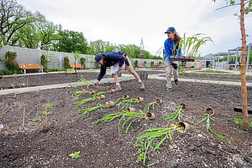 RUTH BONNEVILLE / WINNIPEG FREE PRESS 

ENT - Assiniboine Park gardens

Seasonal horticultural workers plant corn in the kitchen garden Wednesday. 


Subjects: Gardeners planting at Assiniboine Park

Story: Right after the May long weekend, a swarm of seasonal gardeners descend upon Assiniboine Park. Their mission? To get the place blooming beautiful again after a long, cold, barren winter. From planting new annuals, to checking on the perennials to creating new floral displays, this is back-breaking work.

Greenhouse lead gardener Kerry Witherspoon who has been tending to the plants all through winter, outdoor garden supervisor Craig Gillespie, whose job it is to transform the gardens and new kitchen Garden Orchard that offers fresh veggies and herbs to the Gather restaurant at the Leaf with extras sent to Winnipeg Harvest.  

AV Kitching story. 

May 24th, 2023