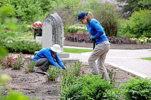 RUTH BONNEVILLE / WINNIPEG FREE PRESS 

ENT - Assiniboine Park gardens

Seasonal, Horticultural workers dig out weeds and prep the garden beds at the English Garden Wednesday. 

Subjects: Gardeners planting at Assiniboine Park

Story: Right after the May long weekend, a swarm of seasonal gardeners descend upon Assiniboine Park. Their mission? To get the place blooming beautiful again after a long, cold, barren winter. From planting new annuals, to checking on the perennials to creating new floral displays, this is back-breaking work.

Greenhouse lead gardener Kerry Witherspoon who has been tending to the plants all through winter, outdoor garden supervisor Craig Gillespie, whose job it is to transform the gardens and new kitchen Garden Orchard that offers fresh veggies and herbs to the Gather restaurant at the Leaf with extras sent to Winnipeg Harvest.  

AV Kitching story. 

May 24th, 2023