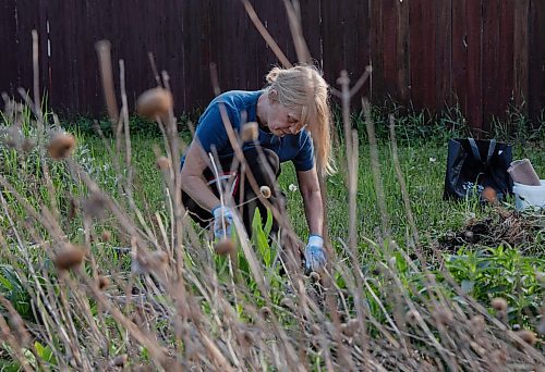 JESSICA LEE / WINNIPEG FREE PRESS

Linda Chiappetta pulls weeds at the Euclid Food Forest in Point Douglas on June 1, 2023.

Reporter: Tessa