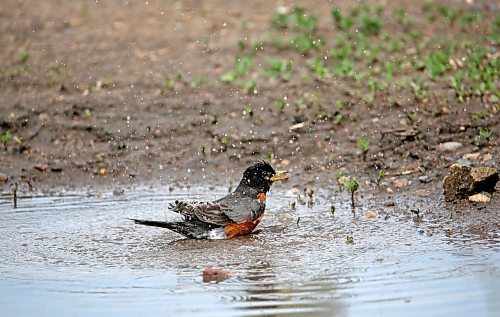 A robin cools off in a puddle of water at Dinsdale Park on Friday afternoon. (Matt Goerzen/The Brandon Sun)