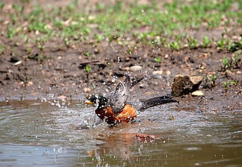 A robin cools off in a puddle of water at Dinsdale Park on Friday afternoon. (Matt Goerzen/The Brandon Sun)