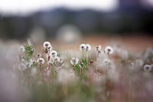 A field of dandelions stand tall under grey skies at the Riverbank Discovery Centre on Friday afternoon. (Matt Goerzen/The Brandon Sun)