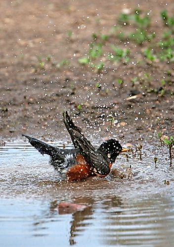 A robin cools off in a puddle of water at Dinsdale Park on Friday afternoon. (Matt Goerzen/The Brandon Sun)