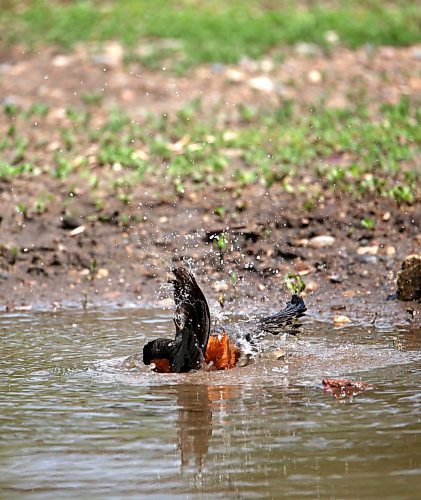 A robin cools off in a puddle of water at Dinsdale Park on Friday afternoon. (Matt Goerzen/The Brandon Sun)