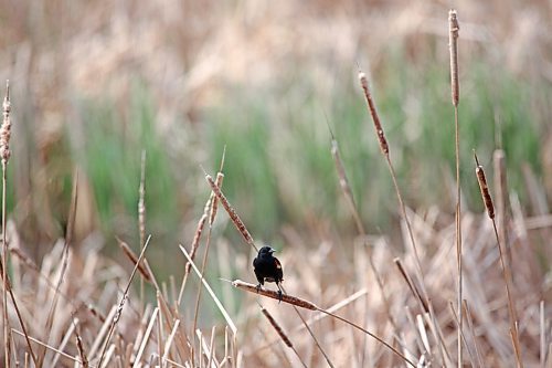 A red-winged blackbird perches on a bullrush in a marshy area west of Brandon on Friday afternoon. (Matt Goerzen/The Brandon Sun)