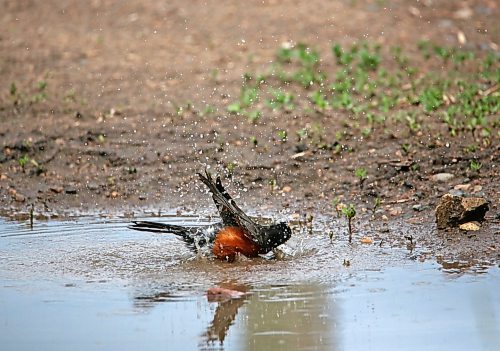 A robin cools off in a puddle of water at Dinsdale Park on Friday afternoon. (Matt Goerzen/The Brandon Sun)