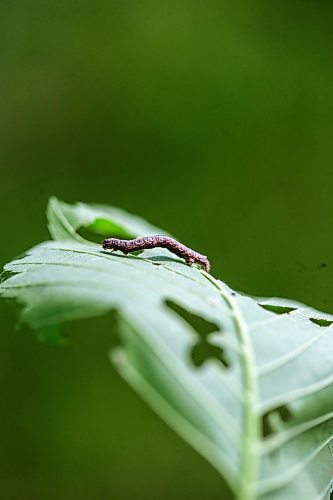 MIKAELA MACKENZIE / WINNIPEG FREE PRESS

Canker worms on an elm on Yale Avenue near Harrow Street in River Heights on Friday, June 2, 2023.  For &#x2014; story.
Winnipeg Free Press 2023