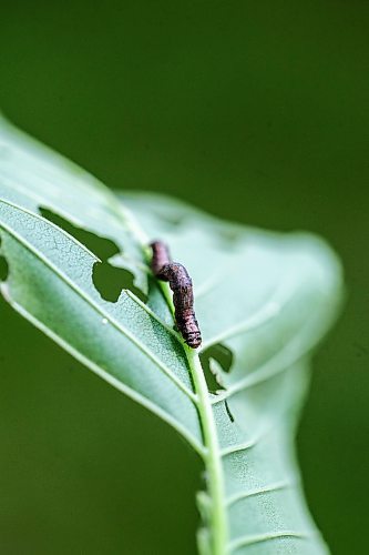 MIKAELA MACKENZIE / WINNIPEG FREE PRESS

Canker worms on an elm on Yale Avenue near Harrow Street in River Heights on Friday, June 2, 2023.  For &#x2014; story.
Winnipeg Free Press 2023