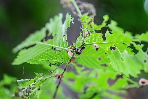 MIKAELA MACKENZIE / WINNIPEG FREE PRESS

Canker worms on an elm on Yale Avenue near Harrow Street in River Heights on Friday, June 2, 2023.  For &#x2014; story.
Winnipeg Free Press 2023