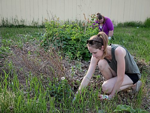 JESSICA LEE / WINNIPEG FREE PRESS

Nicole Webster (right) and Nora Kuempel pull weeds at the Euclid Food Forest in Point Douglas on June 1, 2023.

Reporter: Tessa