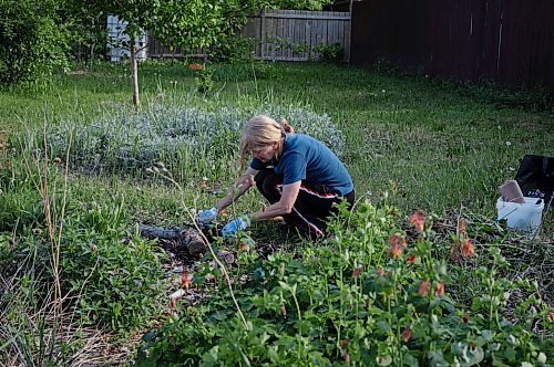 JESSICA LEE / WINNIPEG FREE PRESS

Linda Chiappetta pulls weeds at the Euclid Food Forest in Point Douglas on June 1, 2023.

Reporter: Tessa