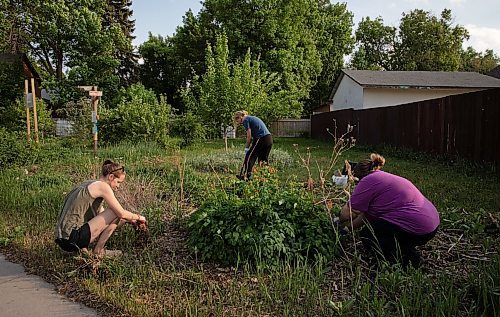 JESSICA LEE / WINNIPEG FREE PRESS

From left to right: Nicole Webster, Linda Chiappetta and Nora Kuempel pull weeds at the Euclid Food Forest in Point Douglas on June 1, 2023.

Reporter: Tessa