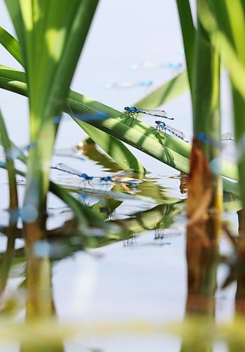Mating marsh bluets line up along a partially submerged cattail leaf in the shallow waters of the Lake Clementi shoreline on a hot Monday afternoon. The marsh bluet is a kind of damselfly species that are found near lowland lakes, ponds and marshes across Canada and the United States. (Matt Goerzen/The Brandon Sun)