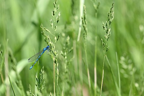 A male marsh bluet perches on a head of wild grass near the shoreline of Lake Clementi on a hot Monday afternoon. The marsh bluet is a kind of damselfly species that are found near lowland lakes, ponds and marshes across Canada and the United States. (Matt Goerzen/The Brandon Sun)