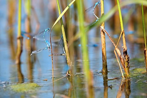 Mating marsh bluets congregate around the shallow waters of the Lake Clementi shoreline on a hot Monday afternoon. The marsh bluet is a kind of damselfly species that are found near lowland lakes, ponds and marshes across Canada and the United States. (Matt Goerzen/The Brandon Sun)
