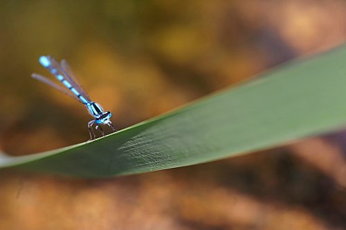 A male marsh bluet perches on a blade of grass near the shoreline of Lake Clementi on a hot Monday afternoon. The marsh bluet is a kind of damselfly species that are found near lowland lakes, ponds and marshes across Canada and the United States. (Matt Goerzen/The Brandon Sun)