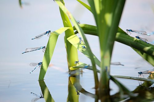 Mating marsh bluets congregate around the shallow waters of the Lake Clementi shoreline on a hot Monday afternoon. The marsh bluet is a kind of damselfly species that are found near lowland lakes, ponds and marshes across Canada and the United States. (Matt Goerzen/The Brandon Sun)