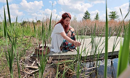 RUTH BONNEVILLE / WINNIPEG FREE PRESS 

ENT - foraging

Cattails - The leaves may be woven into mats, seats and baskets.

Photos of  Erica Lindell as she forages a small fraction of the abundance of edible and medicinal plants around her homestead and surrounding swamp Lands northeast of Winnipeg. 
&#x2028;Story: Part of a wider foraging story. Erica is a Metis woman who has lived off the land since she was 4yo. She runs foraging classes for adults as well as children, focusing on ID plants, edibility and medicinal qualities of plants. She and her family live off the land, awith as much as 70% of the food they consume coming from her garden or foraged from the wild.
 
AV Kitching

June 6th,  2023